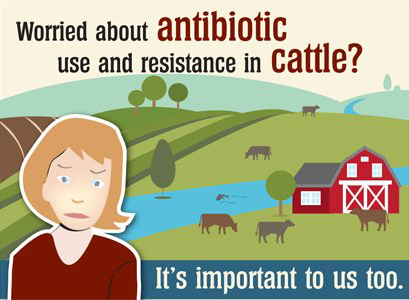 Antibiotic resistance in cattle
