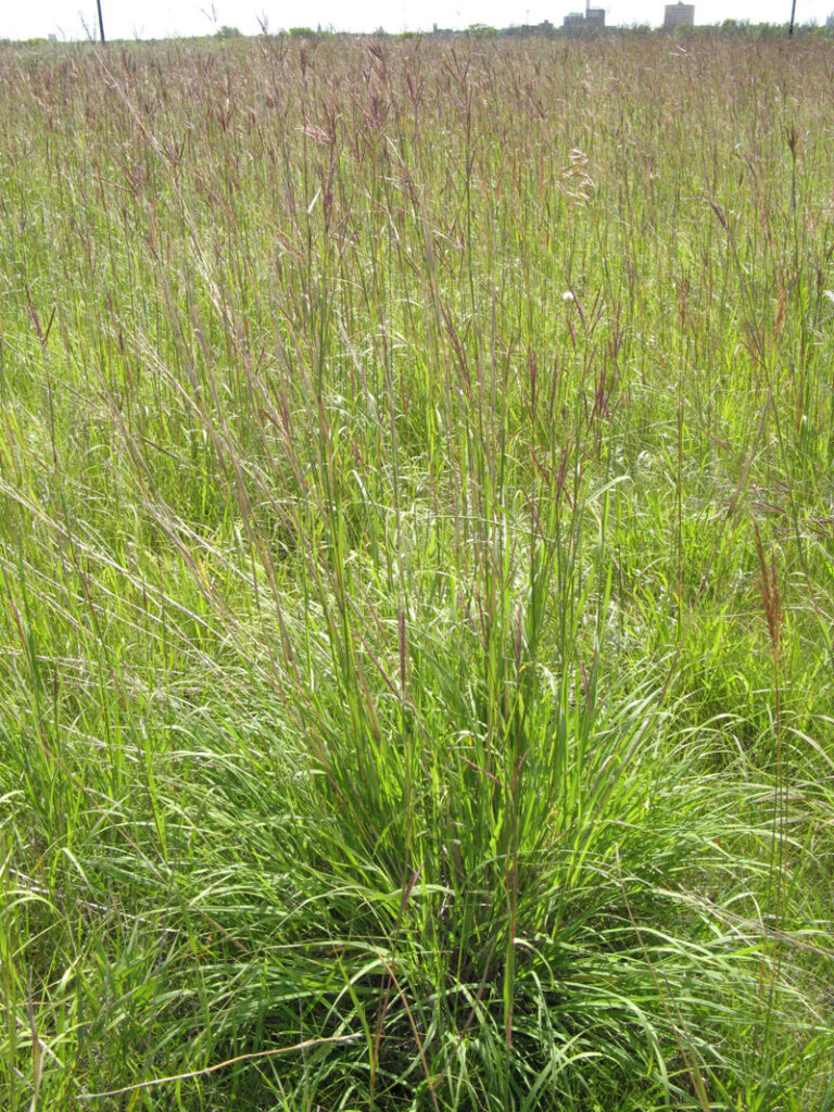 Big bluestem