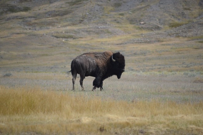 Prairie grasslands evolved with bison grazing and fire. 