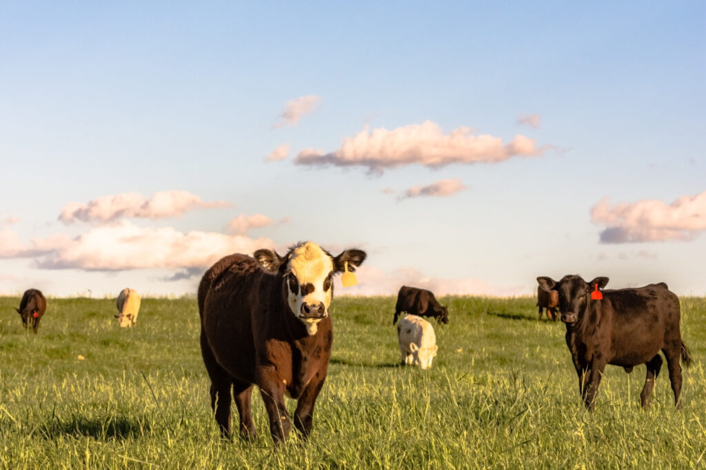mixed beef cattle grazing green grass