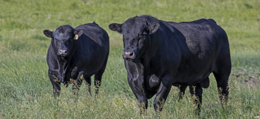 two black bulls on green pasture