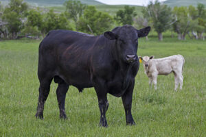 Black beef bull with white calf on green grass