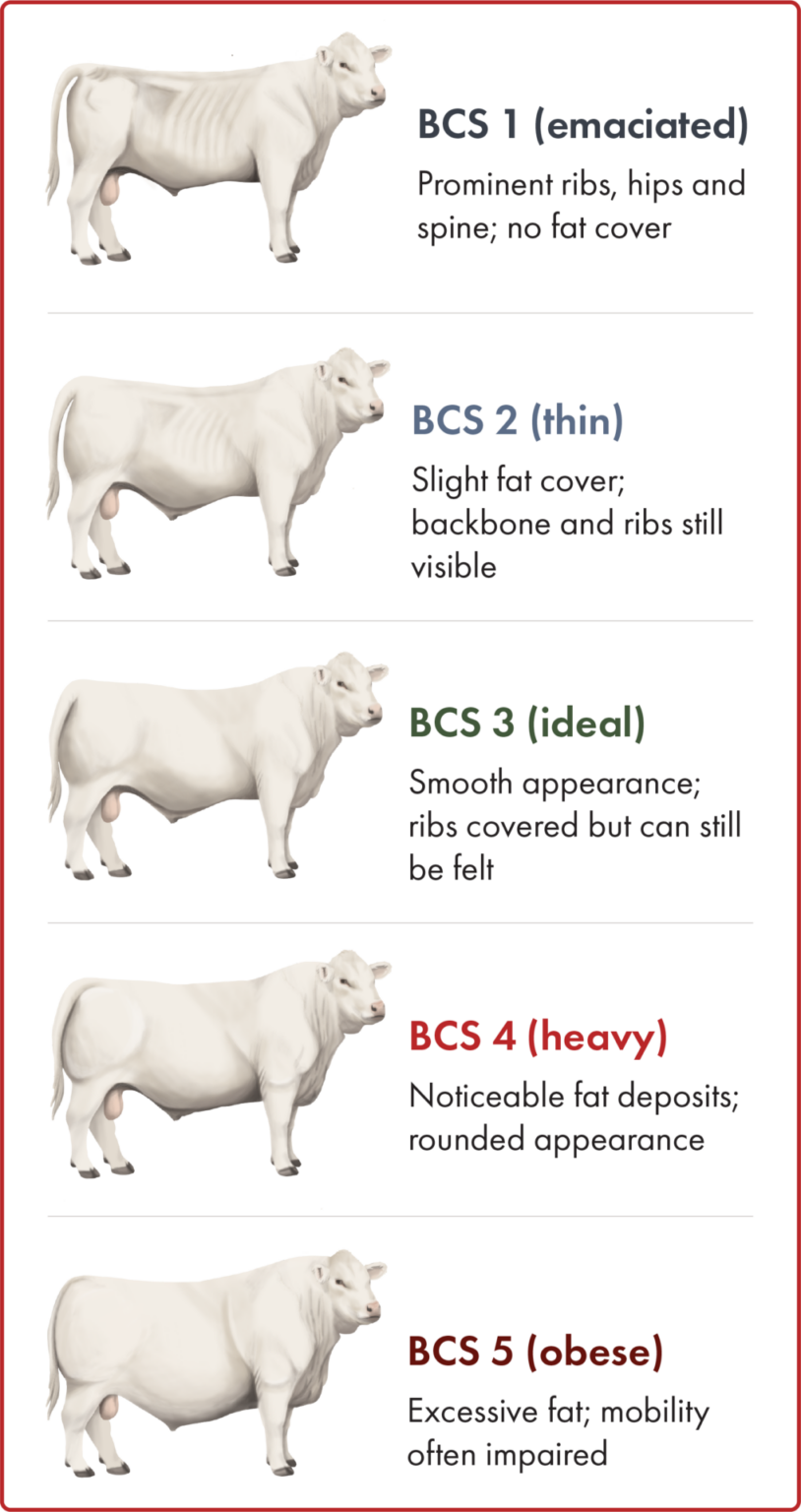 Pathologic Map Bull Bull Management - BeefResearch.ca