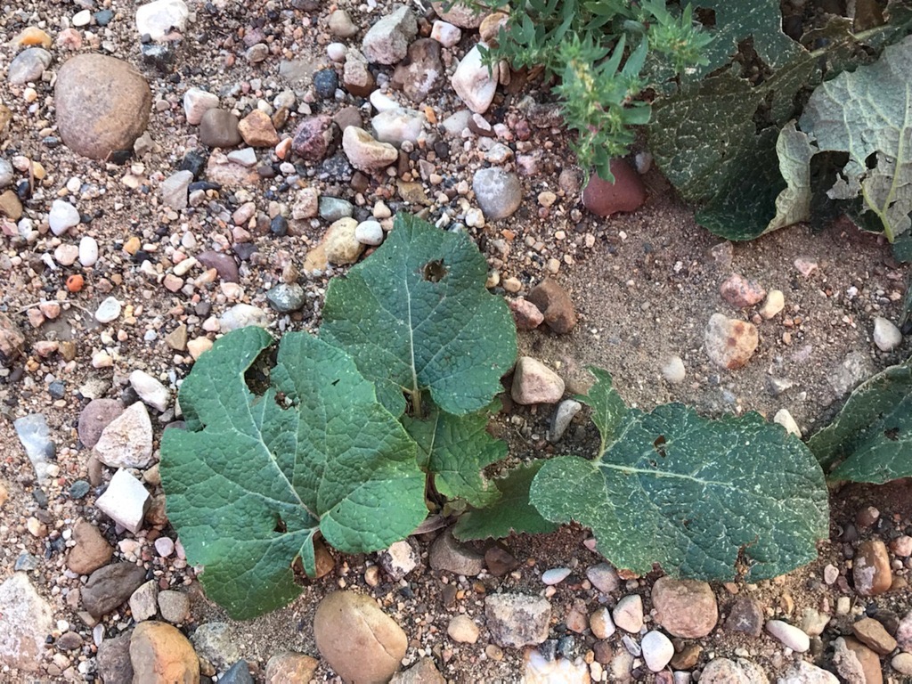 Burdock in rosette stage