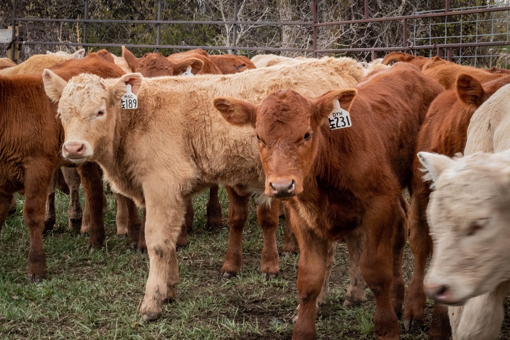 healthy beef calves