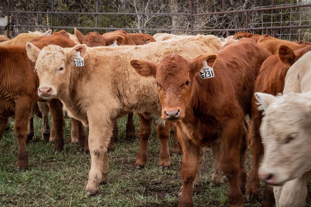 beef calves