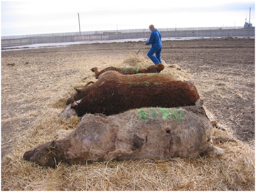 carcasses on straw