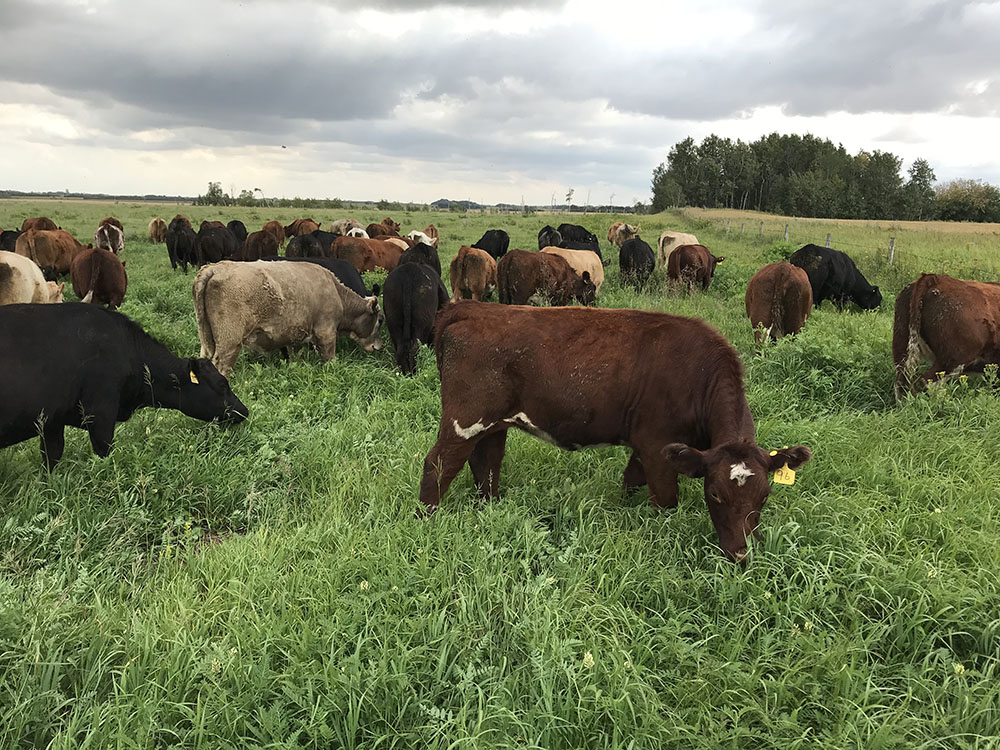 cattle grazing cicer/meadow bromegrass