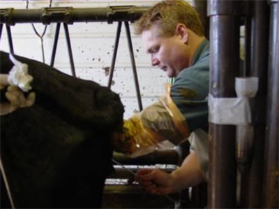 Artificial insemination in beef cow