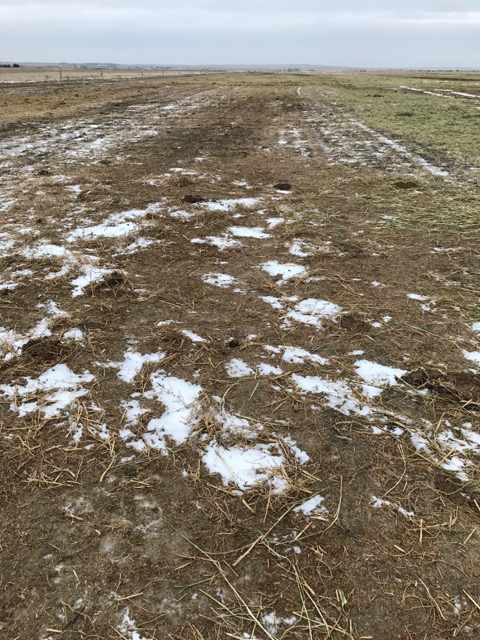 Feed cleaning up on ground