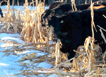 cattle grazing corn stalks