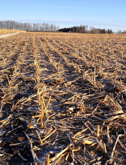 Can pea straw be a suitable alternative feed for cattle?