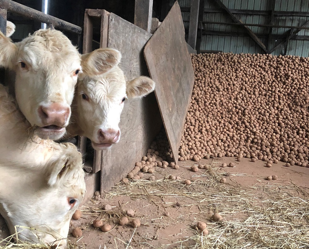 cattle eating potatoes