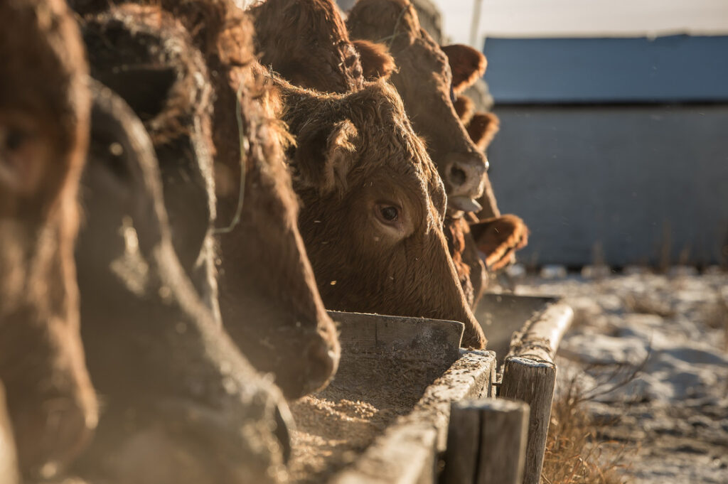 beef cattle feeding at bunk