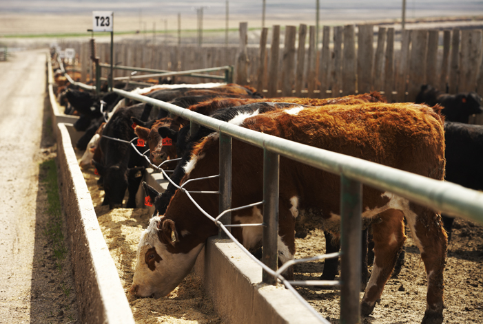 cattle in feedlot