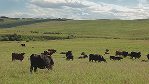 Cattle grazing green grass