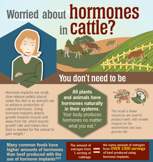 Hormones in cattle