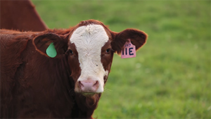 cattle identification tags