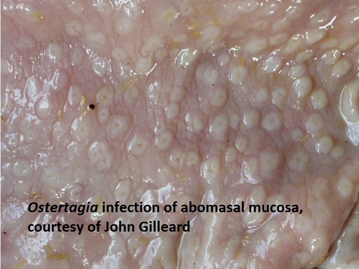 Ostertagia infection of abomasal mucosa in beef animal