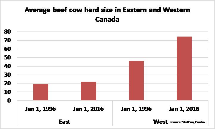 Average beef cow herd size in Eastern and Western Canada 1996-2016