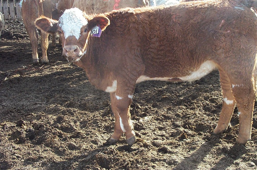 Beef animal showing signs of lameness