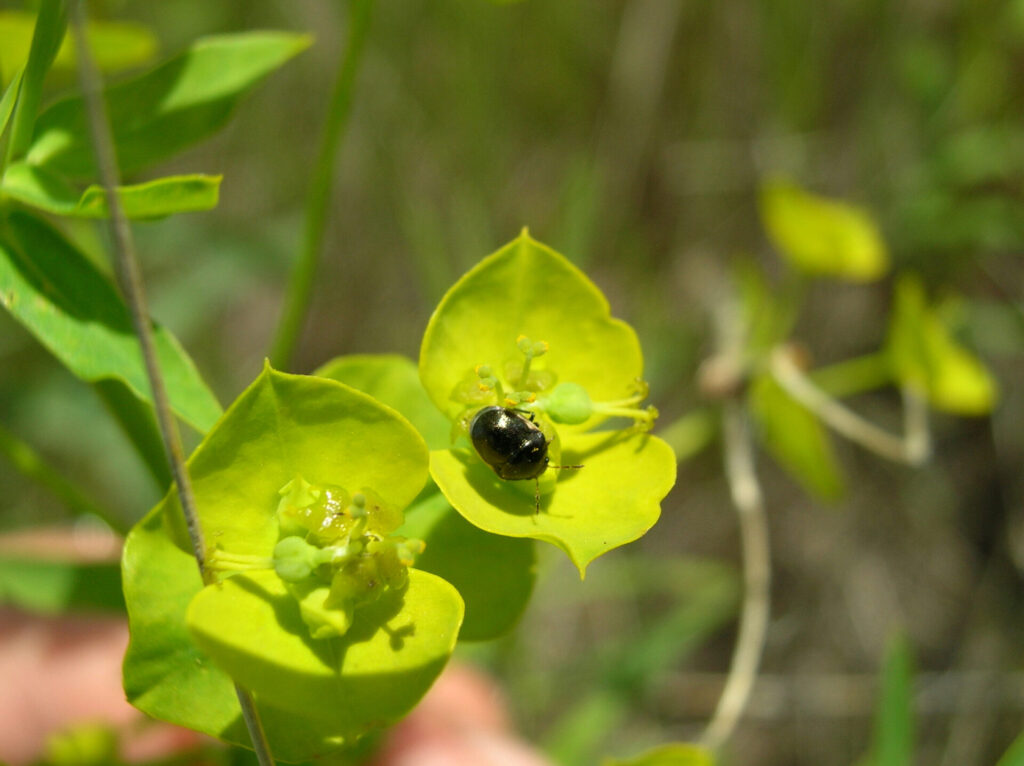 leafy spurge beetle