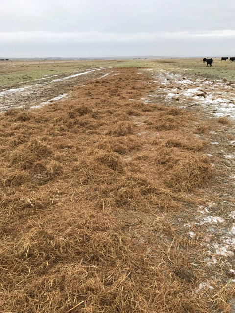 lentil straw