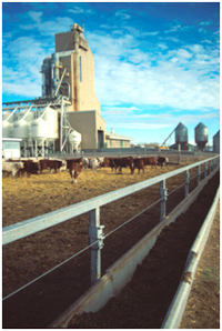 cattle in feedlot