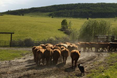 herd of cattle moving