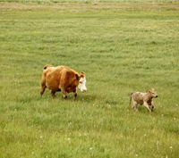 cow calf pair