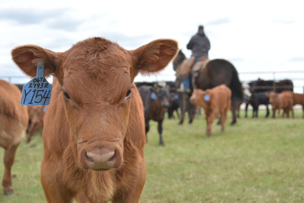 beef cattle health and performance record-keeping