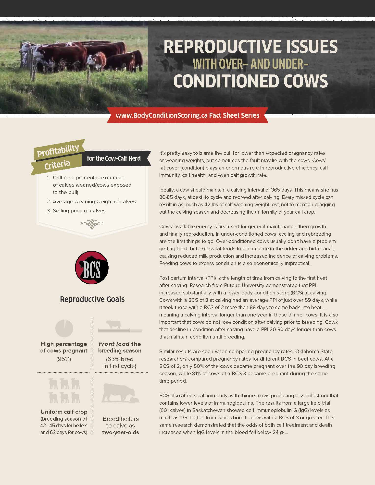 Fact sheet: Reproductive Issues with Overconditioned and Underconditioned Cows