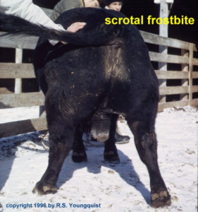 scrotal frostbite on a beef bull