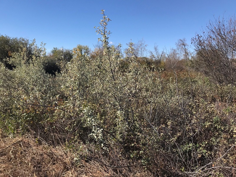 Wolfwillow (Silverberry) provides fair forage value