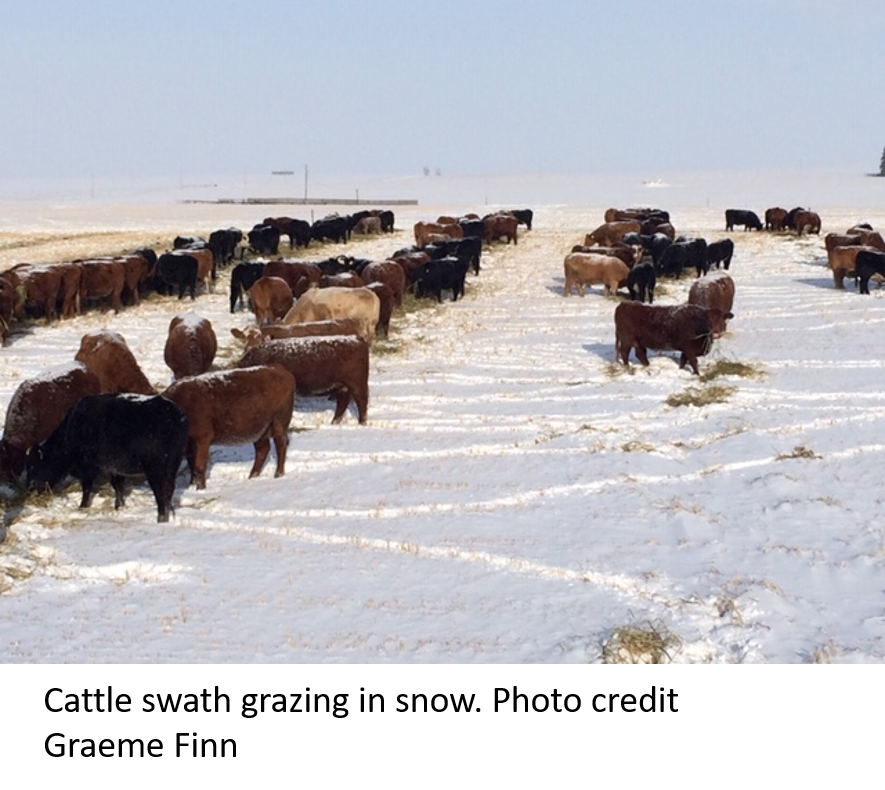 Cattle swath grazing in snow
