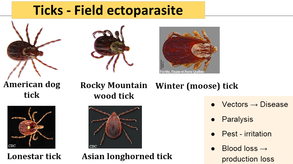 Tick varieties affecting cattle