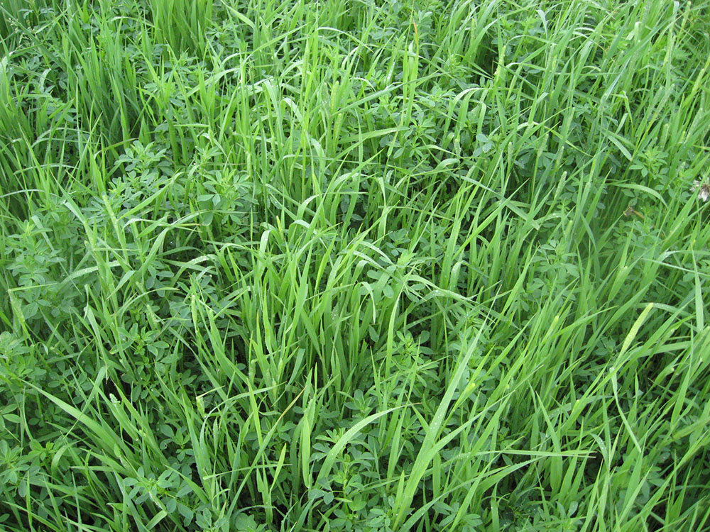 timothy alfalfa mixture