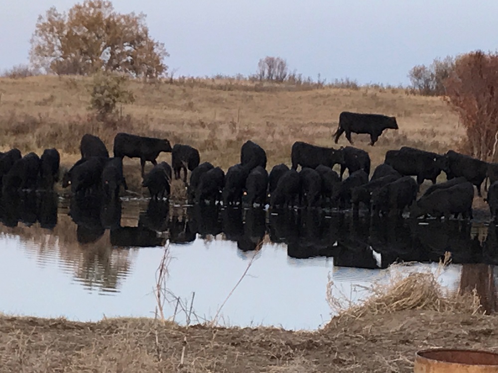 cattle drinking from pond