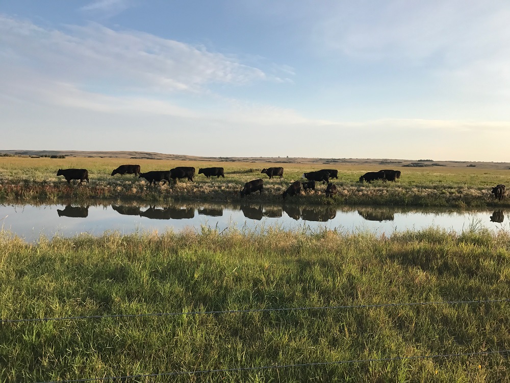 cattle walking beside water