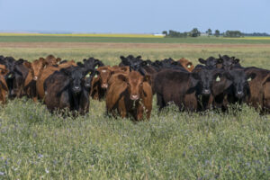 beef cattle grazing alfalfa in bloom