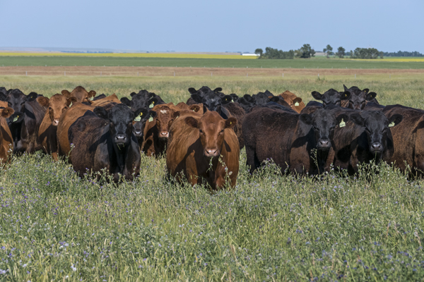 cattle and a changing climate: beef cattle grazing alfalfa in bloom