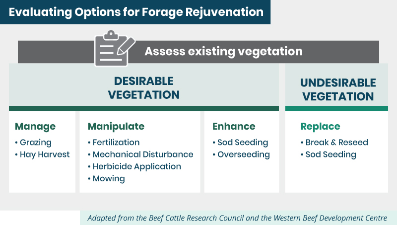 evaluating options for forage rejuvenation