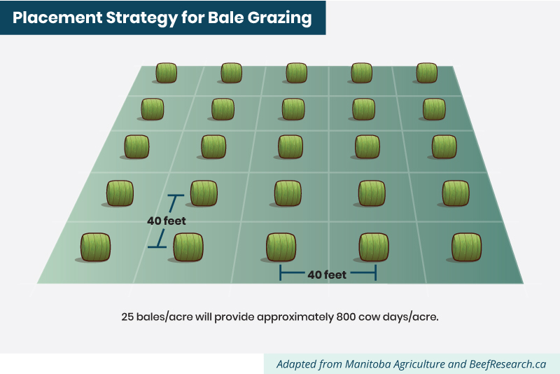 placement strategy for bale grazing