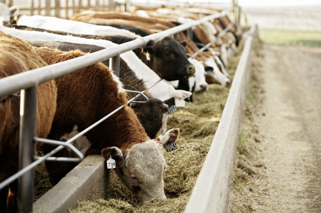 cattle at feed bunk