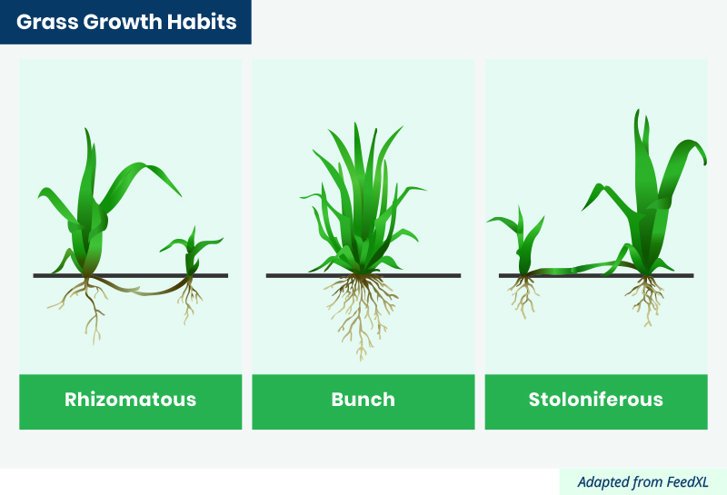 Grass Growth Habits, rhizomatous, bunch, stoloniferous