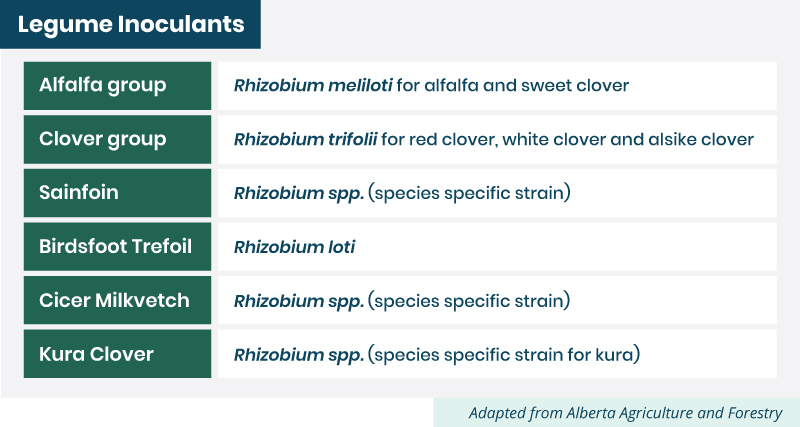 legume inoculants