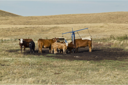 mixed cows with mineral feeder