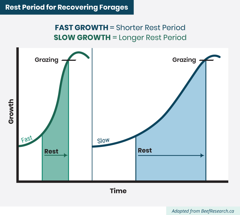 rest  period for recovering forages