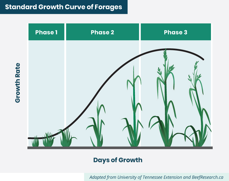 standard growth curve of forages