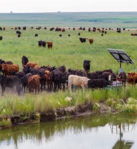 Beef cattle drinking from a livestock water trough beside in-ground water source
